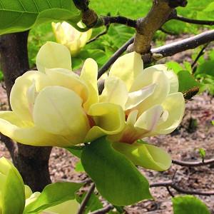 Magnolia Sunsation, Sunsation Magnolia, Yellow magnolia, Winter flowers, Spring flowers, Yellow flowers, fragrant trees, fragrant flowers