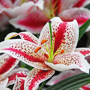 Lilium 'Dizzy', Lily 'Dizzy', Oriental Lily 'Dizzy'', mid summer lilies, late summer lilies, white lilies, Bicolor Lilies, Oriental lilies, Fragrant lilies, Lily flower, Lily flowers