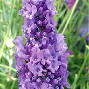 Lavandula X Intermedia Hidcote Giant Lavender Lavandula X Intermedia Hidcote Giant