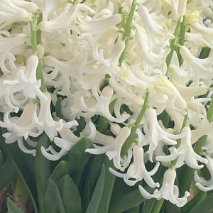 Hyacinthus Orientalis 'White Festival', Hyacinth 'White Festival', Multi-flowering Hyacinth, Dutch Hyacinth, Hyacinthus Orientalis, Hyacinthus Multiflora, Spring Bulbs, Spring Flowers, White hyacinth, White flower