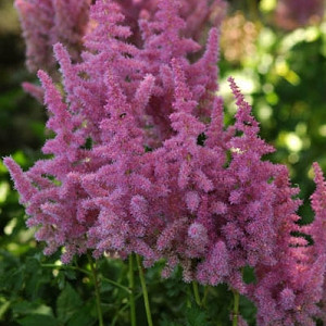 Astilbe 'Stand and Deliver', False Spirea 'Stand and Deliver', False Goat's Beard 'Stand and Deliver', Pink Astilbes,Pink flowers, flowers for shade