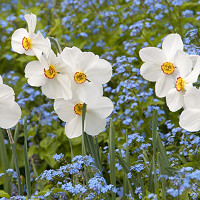 Narcissus 'Actaea', Daffodil 'Actaea', Poeticus Daffodil 'Actaea', Spring Bulbs, Spring Flowers, late spring bulb, fragrant daffodil