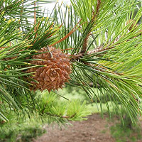 Pinus strobus 'Louie', Eastern White Pine 'Louie', Weymouth Pine 'Louie', North American Pumpkin Pine 'Louie', North American White Pine 'Louie', White Pine 'Louie', Evergreen Tree, Evergreen Shrub, Conifer