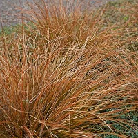 Carex buchananii, Leatherleaf Sedge, Carex 'Buchanni', Ornamental grasses, Ornamental grass, Decorative grasses, grasses, perennial grasses
