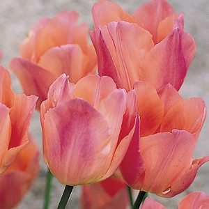 Tulipa Beauty Queen,Tulip 'Beauty Queen', Single Early Tulip 'Beauty Queen', Single Early Tulips, Spring Bulbs, Spring Flowers, Tulipe Beauty Queen, Pink Tulips, Tulipes Simples Hatives, Early spring tulips
