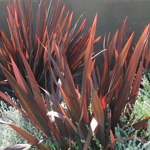 Phormium Amazing Red New Zealand Flax Phormium Amazing Red New Zealand Flax