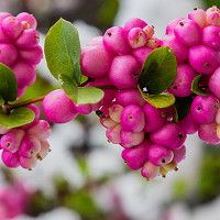 Symphoricarpos × Chenaultii 'Hancock', Snowberry 'Hancock', Chenault Coralberry, shrubs, fall color, shrub with berries