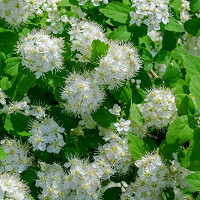 Spiraea betulifolia 'Tor', Birchleaf Spirea 'Tor', Tor Birchleaf Spirea, White Flowers, Gold Foliage, Red Foliage