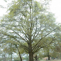 Quercus robur, English Oak, Common Oak, Black Oak, French Oak, Pedunculate Oak, Polish Oak, Slavonian Oak, Quercus pedunculata, Tree with fall color, Fall color, Attractive bark Tree