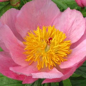 Pink Peonies Per Blooming Season