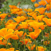 Eschscholzia Californica, California Poppy, Golden Poppy, California Sunlight, Cup of Gold, Golden Cup, California Poppies, Yellow flowers