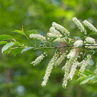 Prunus virginiana, Chokecherry, American Chokecherry, Virginian Bird Cherry, Flowering Tree, White flowers, Red Berries