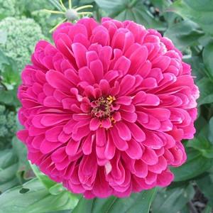 Zinnia Elegans Common Zinnia Zinnia Elegans Common Zinnia