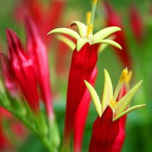 Spigelia marilandica, Indian Pink, Carolina Pink, Maryland Pinkroot, Star Bloom, Worm Grass, Red Flowers