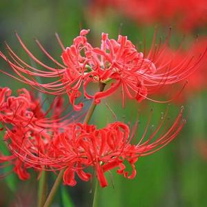 Lycoris Albiflora White Spider Lily Lycoris Albiflora White Spider Lily