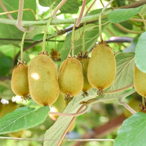 rare climber plant ORANGE KIWI Silver Vine Actinidia polygama edible fruit hardy 