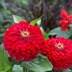 Zinnia Elegans Common Zinnia