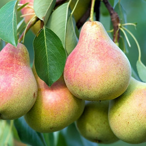 Pyrus communis 'Red Clapp's Favorite', Pear 'Red Clapp's Favorite', Red Clapp's Favorite Pear, Pyrus 'Red Clapp's Favorite', European Pear, Common Pear, Wild Pear, Choke, Red Pear
