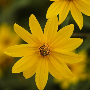Helianthus occidentalis, Western Sunflower, Fewleaf Sunflower, Mcdowell's Sunflower, Yellow Flowers, Yellow Perennials