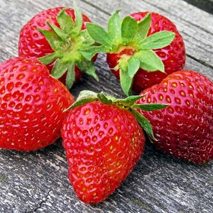 Fragaria × ananassa 'Earliglow', Junebearing Strawberry 'Earliglow', Strawberry 'Earliglow', evergreen shrub, Strawberries, Red Fruit, White flowers