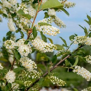 Prunus virginiana, Chokecherry, American Chokecherry, Virginian Bird Cherry, Flowering Tree, White flowers, Red Berries