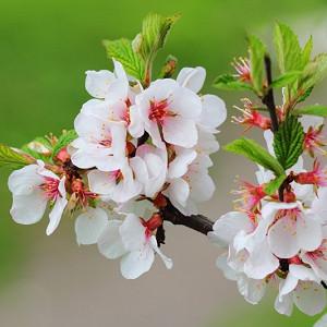 Prunus Serrula Tibetan Cherry