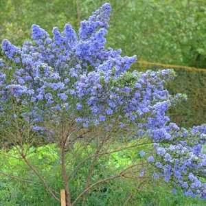 Ceanothus 'Puget Blue',  California Lilac 'Puget Blue', Ceanothus impressus 'Puget Blue', Blue Flowers, Fragrant Shrubs, Evergreen Shrubs