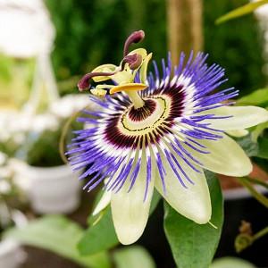 Passiflora Caerulea Blue Passion Flower Passiflora Caerulea Blue Passion Flower