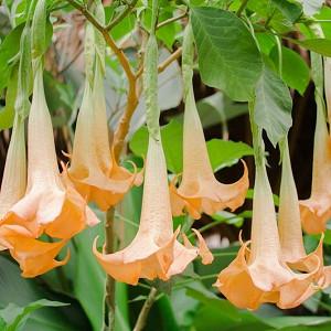 Brugmansia versicolor, Arborescent Angel's Trumpet, Arborescent Angel's Tears, Brugmansia arborea, Flowering Shrub, Peach Flowers, Orange Flowers