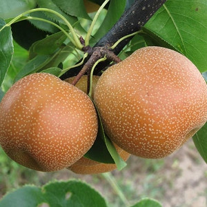 Pyrus pyrifolia 'Chojuro',Pear 'Chojuro', Chojuro Pear, Pyrus 'Chojuro', Asian Pear, Chinese Sand Pear, Yellow Pear, White Flowers