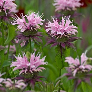 Monarda 'Beauty of Cobham',Bee balm 'Beauty of Cobham', Bergamot 'Beauty of Cobham', pink Monarda, pink bee balm, pink flowers