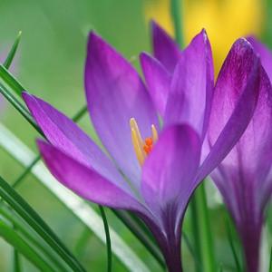 12 Top Performing Spring Bulbs That Come Back Year After Year