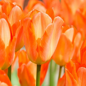 Tulipa Orange emperor, Tulip 'Orange Emperor', Fosteriana Tulip 'Orange Emperor', Fosteriana Tulips, Spring Bulbs, Spring Flowers, Tulipe Orange emperor, Spring Bloom, Mid Spring bloom, orange tulips