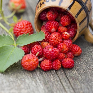 Fragaria virginiana, Scarlet Strawberry, Wild Strawberry, evergreen shrub, Strawberries, Red Fruit, White flowers