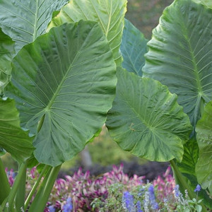 Alocasia odora, Night-Scented Lily, Asian Taro, Giant Upright Elephant Ear, Fragrant Alocasia, Fragrant Plants,