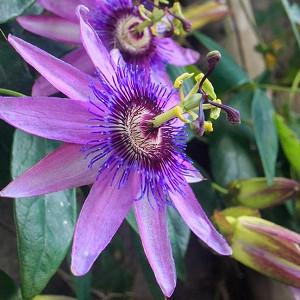 Passiflora Caerulea Blue Passion Flower Passiflora Caerulea Blue Passion Flower