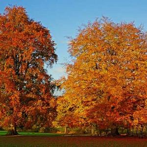 Fagus sylvatica, European Beech, Common Beech, Deciduous Tree, Fall Color