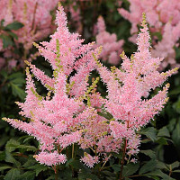 Astilbe 'Younique Salmon', False Spirea 'Younique Salmon', False Goat's Beard 'Younique Salmon', Salmon Astilbes,Salmon flowers, flowers for shade