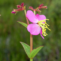 Lythrum Salicaria, Purple Loosetrife, Purple flowers, Pink flowers