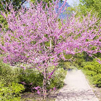 Cercis canadensis, Eastern Redbud, Shrub, Small Tree, Pink Flowers,