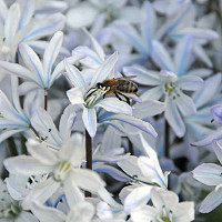 Squill Tubergiana,Scilla Mischtschenkoana, Spring Bulbs, Early Scilla, White Squill