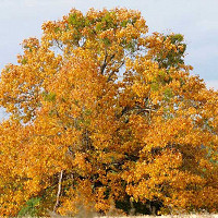 Quercus robur, English Oak, Common Oak, Black Oak, French Oak, Pedunculate Oak, Polish Oak, Slavonian Oak, Quercus pedunculata, Tree with fall color, Fall color, Attractive bark Tree