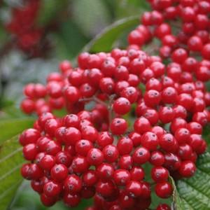 Viburnum dilatatum 'Cardinal Candy',Linden Viburnum 'Tandoori Orange', Viburnum dilatatum 'Henneke', Red berries, Shrub with fall color, fall color, shrub with berries