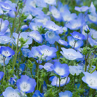 Nemophila Maculata Five Spot