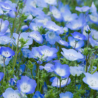 Campanula Samantha, Bellflower 'Samantha', 'Samantha' Bellflower, Campanula hybrida 'Samantha', Purple flowers, Blue flowers