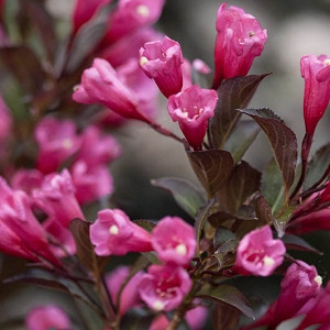 Weigela florida Sonic Bloom® Pink