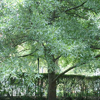 Quercus virginiana, Live Oak, American Live Oak, Southern Live Oak, Evergreen Oak, 