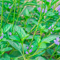 Verbena Bonariensis, Tall Verbena, Purpletop Vervain, Brazilian Verbena, Upright Verbena, Purple summer flowers, Drought Tolerant plant, purple flowers