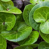 Asarum Europaeum, European Wild Ginger, Asarabacca, Foalfoot, Foal's Foot, Hazelwort, Wild Ginger, Wild Nard, Shade perennials, Plants for shade, Groundcover, ground cover for shade