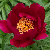 Paeonia 'Early Scout', Peony 'Early Scout', 'Early Scout' Peony, Red Peonies, Red Flowers, Fragrant Peonies